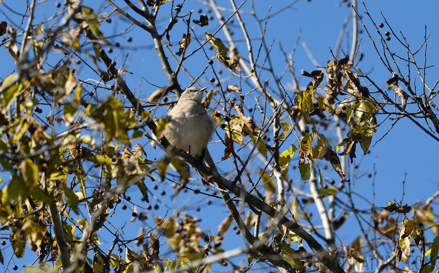 Mimus polyglottos polyglottos [400 mm, 1/2500 sec at f / 7.1, ISO 1000]